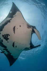 Mantaray in the sky, Revillagigedo México by Alejandro Topete 